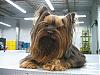 pics of 10 pound yorkies or over-img_1905.jpg