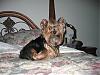 pics of 10 pound yorkies or over-img_0090.jpg