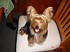 pics of 10 pound yorkies or over-happybday.jpg