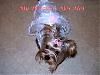 pics of under 10 pound yorkies please-share1year3monthlookup.jpg