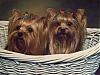 pics of under 10 pound yorkies please-100_1066.jpg