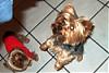 pics of under 10 pound yorkies please-miscpics-038.jpg