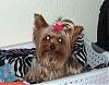 pics of under 10 pound yorkies please-newpics06-034.jpg