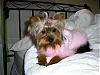 pics of under 10 pound yorkies please-feathers-003.jpg
