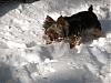 Post your Yorkie in the Snow Pictures Here!-1stsnow-007.jpg