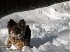 Post your Yorkie in the Snow Pictures Here!-1stsnow-009.jpg