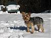 Post your Yorkie in the Snow Pictures Here!-carley-snow.jpg
