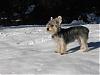 Post your Yorkie in the Snow Pictures Here!-cooper-snow.jpg