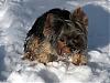 Post your Yorkie in the Snow Pictures Here!-1stsnowx-017.jpg