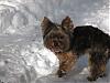 Post your Yorkie in the Snow Pictures Here!-1stsnowx-032.jpg