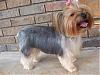Need pictures of different hairstyles-chizzie-schnauser-cut.jpg