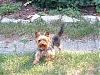 anyones yorkie/s have a long tail ?-rock23.jpg