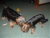 anyones yorkie/s have a long tail ?-rockjill1.jpg