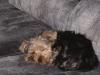 Baby Pic V.S. Most Recent Pic: Post Your Yorkie's Pic!! :D-sleepy-newf.jpg