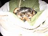 anyone have there yorkies face shaved ?-maggie-2.jpg