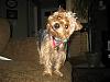 Thrilled with second yorkie!:yay_jump:-img_0323.jpg