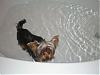 "bath Time" Pictures??!!-pc290002.jpg