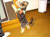 anyones yorkie/s have a long tail ?-sany0095a.jpg