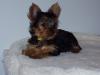 How much did you pay for your Yorkie?-piperpuppy1.jpg