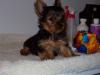 How much did you pay for your Yorkie?-piperpuppy2.jpg