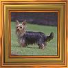 anyones yorkie/s have a long tail ?-yorkterrier.jpg