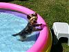 anyones yorkie/s have a long tail ?-raymond-pool.jpg