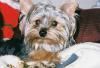 Baby Pic V.S. Most Recent Pic: Post Your Yorkie's Pic!! :D-chuhga1.jpg