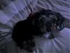 Is this a yorkie?-img047.jpg