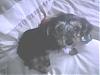 Is this a yorkie?-img047.jpg