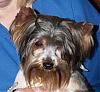 Pics for ~Yorkie~Mommy~-003.jpg