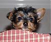 Pics for ~Yorkie~Mommy~-005.jpg