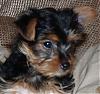 Pics for ~Yorkie~Mommy~-006.jpg