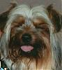 "Getting to know you" Yorkie Quiz!! :)-blinking-sissy.jpg