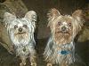 "Getting to know you" Yorkie Quiz!! :)-sept22-2006-020-medium-.jpg