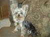 "Getting to know you" Yorkie Quiz!! :)-sept22-2006-015-medium-.jpg