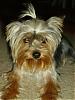 "Getting to know you" Yorkie Quiz!! :)-graphics-021.jpg