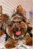 "Getting to know you" Yorkie Quiz!! :)-prettycleo_edited.jpg