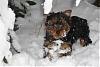 Post your Yorkie in the Snow Pictures Here!-dobby-035-small-.jpg
