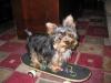 Chewy skateboarding!-img_0610.jpg