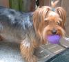 I like floppy ears better :)-image2.jpg