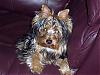 Harley got him a puppy cut today!-100_0987.jpg