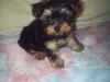 Villette..-maddy-7-weeks-003.jpg