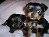 Puppy coat color and what does it mean?-my-yorkie-2.jpg