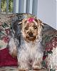 8-10 Yorkies Pictures/Comments-toto.jpg