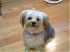 8-10 Yorkies Pictures/Comments-jeter-001-320-x-240-.jpg