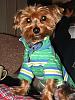 8-10 Yorkies Pictures/Comments-img_1996.jpg
