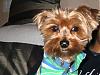 8-10 Yorkies Pictures/Comments-img_1994.jpg
