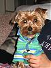 8-10 Yorkies Pictures/Comments-img_1993.jpg