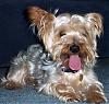 8-10 Yorkies Pictures/Comments-johnnypic1.jpg