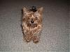 8-10 Yorkies Pictures/Comments-hannah-1.jpg